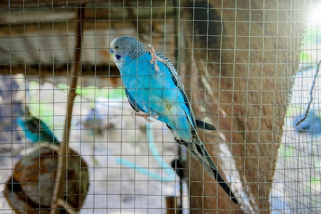 Blue Parakeet is trapped in a cage.