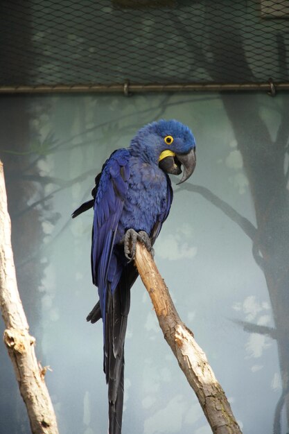 Photo blue parrot sitting on a tree