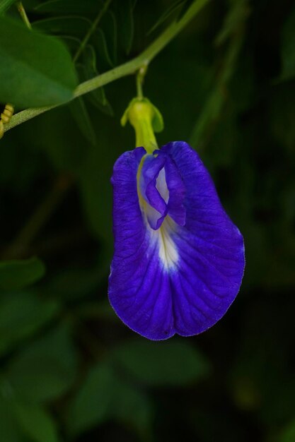 Blue pea or Butterfly pea on the wall