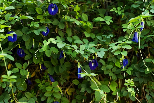 自然の背景に青いエンドウ豆の花蝶緑の背景に青エンドウ豆の花蝶