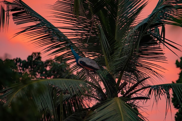 A blue peacock sits on a coconut tree and a sunset sky in the background