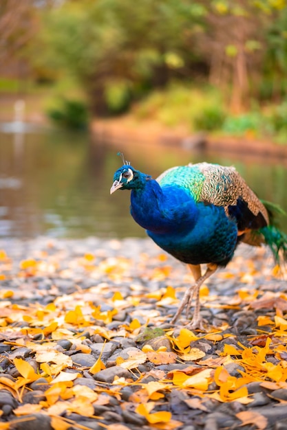 Голубой павлон, гуляющий в природе Павлоны - большие птицы типа фазана