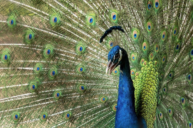 Blue peacock