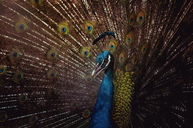 Blue peacock