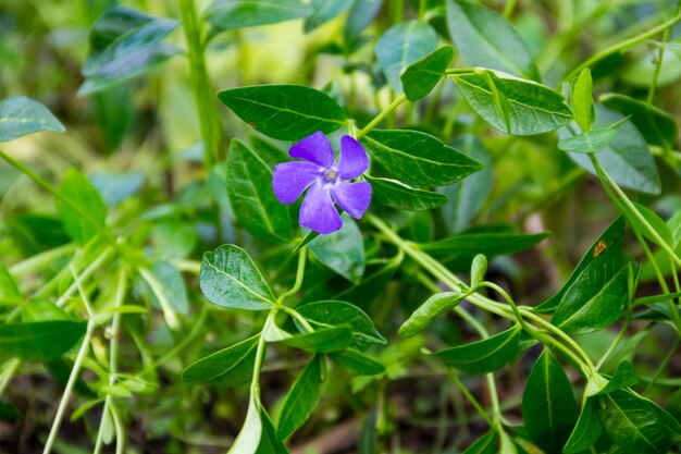 Photo blue periwinkle vinca minor