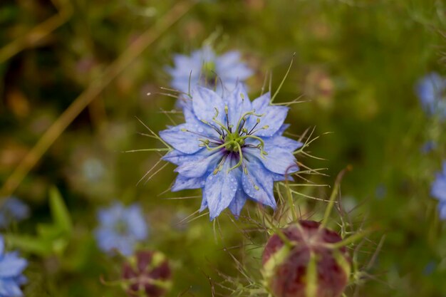 Blue-petaled Nigella damascena