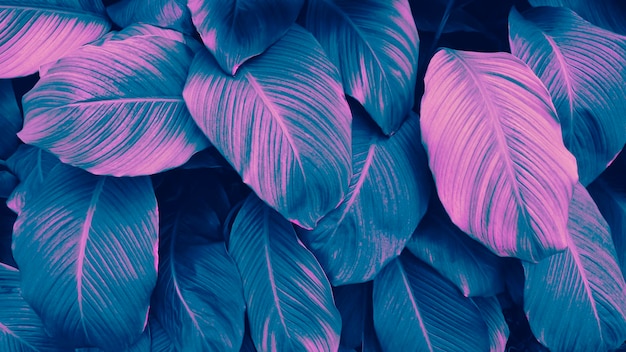 열 대 잎 배경의 블루 핑크 색상