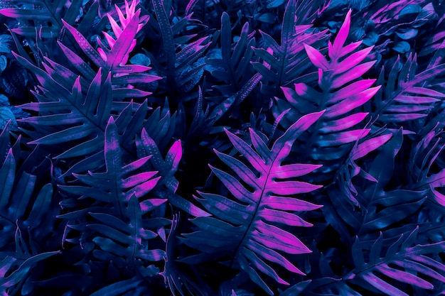 Photo blue and pink fern leaf background