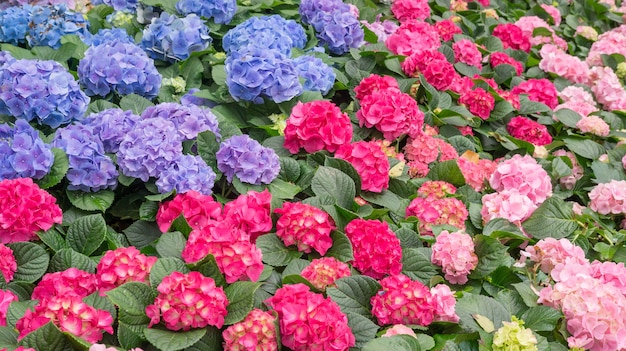 Blue and pink hydrangea flower in a garden.