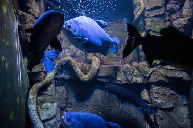 Blue piranha fish swim in aquarium