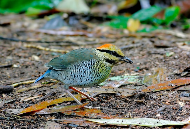 Blue Pitta Hydrornis cyaneus Mooie vrouwelijke vogels van Thailand