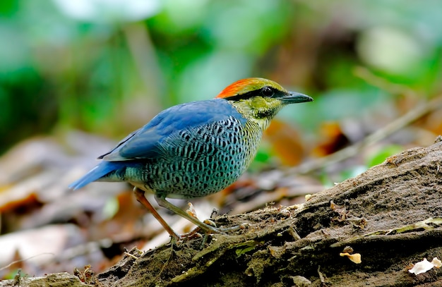 Photo blue pitta hydrornis cyaneus