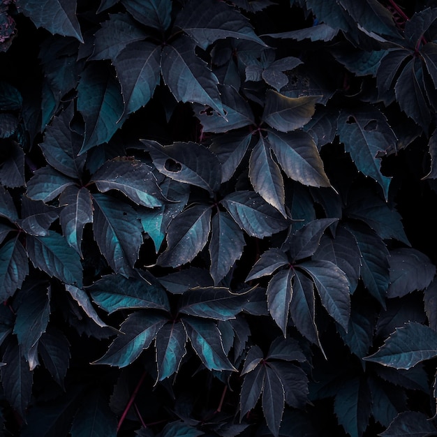 blue plant leaves in the garden blue background