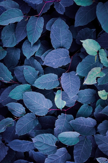 blue plant leaves in wintertime blue background