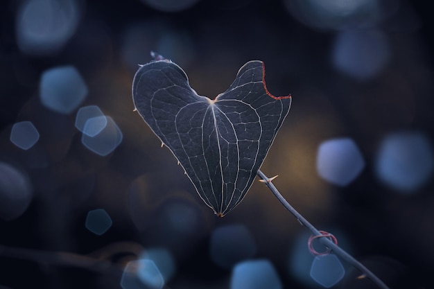 blue plant leaves in wintertime blue background