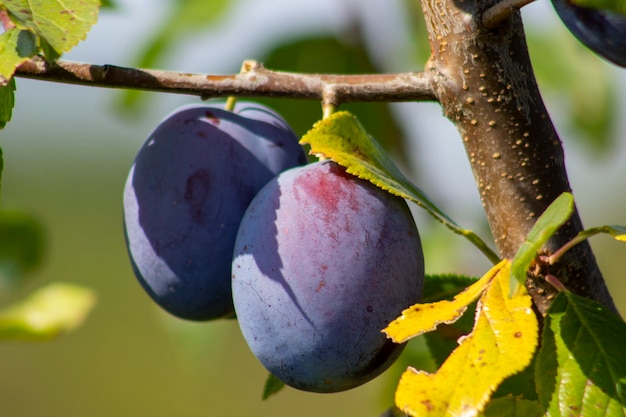 Blue plums on a branch. Blurred background.