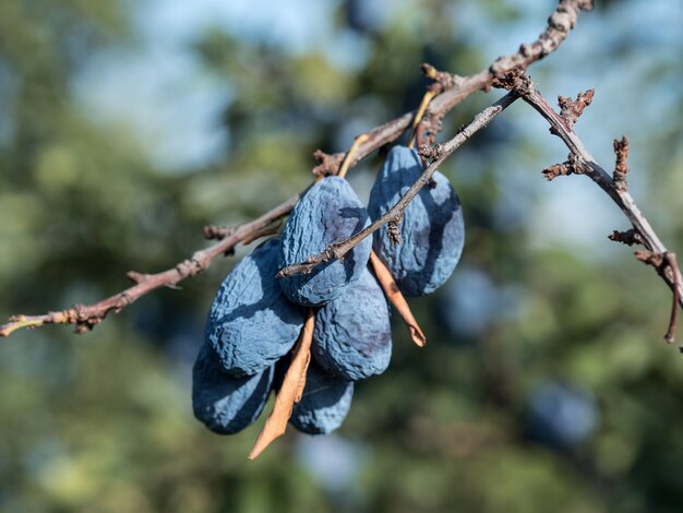 The blue plums have dried up on the branches. Disease of trees, loss of crops.