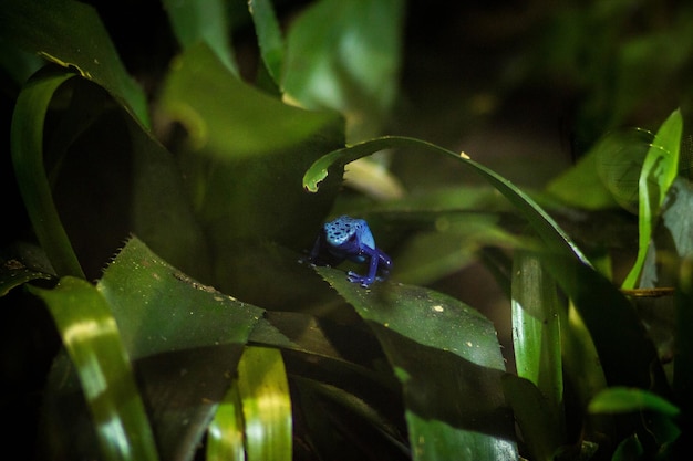Foto rana velenosa blu sulla foglia