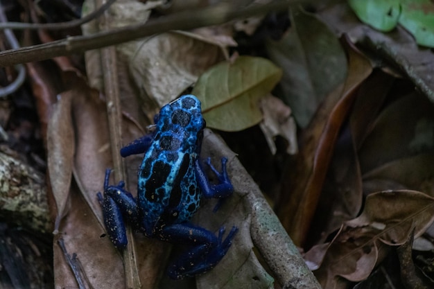 Blue poison dart frog Dendrobates tinctorius azureus found in the amazon rainforest in Brazil