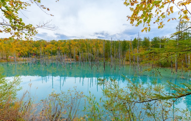 Blue pond (Aoiike) in Biei, Hokkaido Autumn season