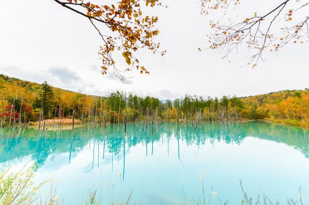 Blue pond (Aoiike) in Biei, Hokkaido Autumn season, 