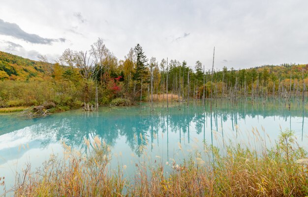 Blue pond (Aoiike) in Biei, Hokkaido Autumn season