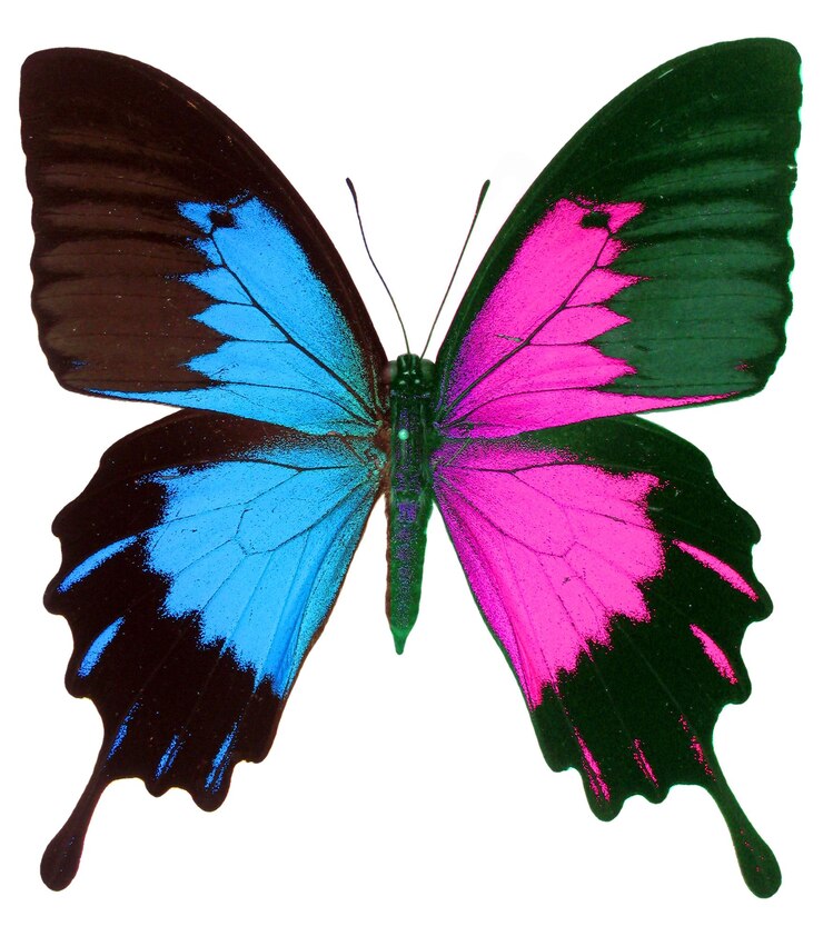 Photo blue purple butterfly papilio isolated, texture background. papilio butterfly colorfull for print,