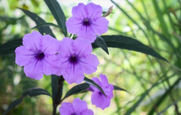 カントリーガーデンの青と紫の花