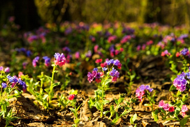 Blue purple flowers lungwort Pulmonaria on spring forest natural background. Close up. Selective soft focus. Shallow depth of field. Text copy space.