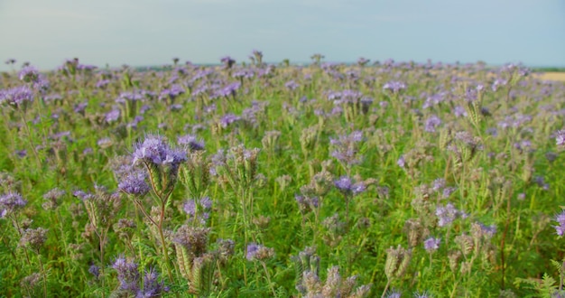 Blue purple inflorescenses Nature wild violet blooming plants Enjoying violet flower field Rural agriculture landscape Go everywhere Relax meditative view Nobody