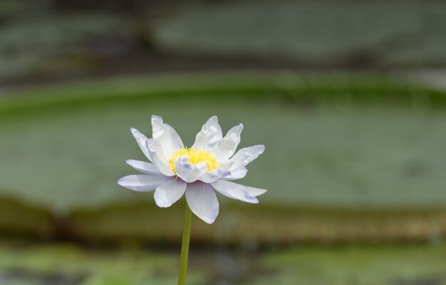 Blue,purple lotus blossoms or water lily flowers blooming on pond