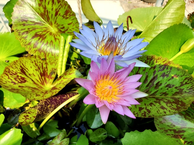 青と紫のスイレンまたは池に緑の葉を持つ蓮の花