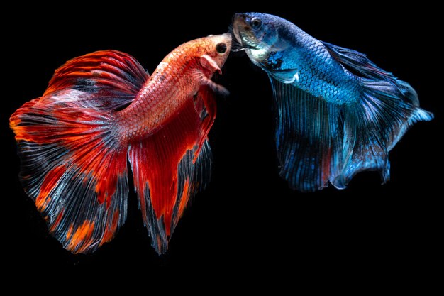 Blue and Red Almost Fight