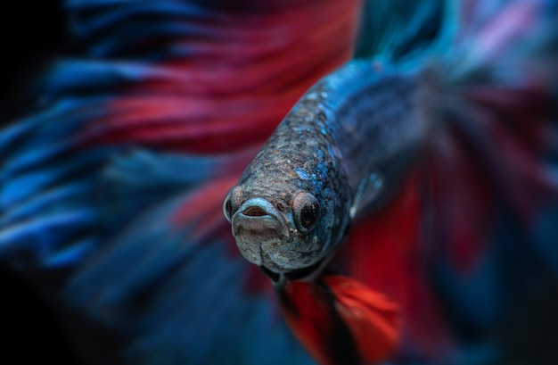 Blue and red betta fish or Siamese fighting fish