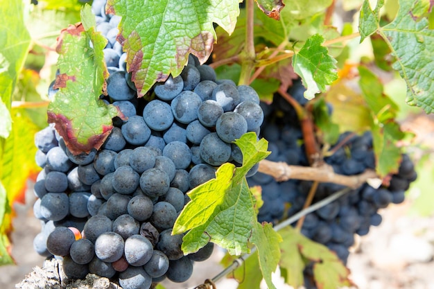 Blue red bordeaux grapes hanging on vineyard