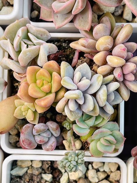 Blue red yellow green and pink succulent plants top view succulent background