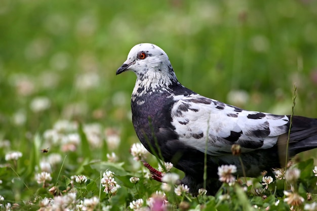 写真 青い岩鳩と緑の草と野生動物の花の春の自然フィールドでの採餌と採餌