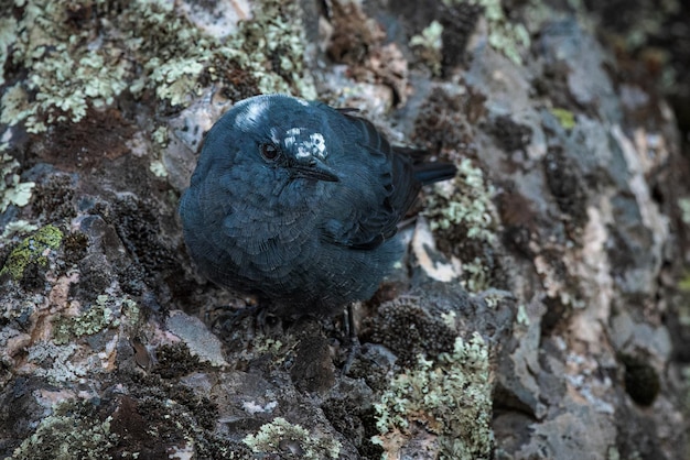 Синий каменный дрозд (Monticola solitarius).