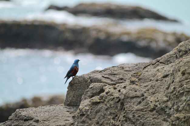 Photo blue rockthrush on a rock