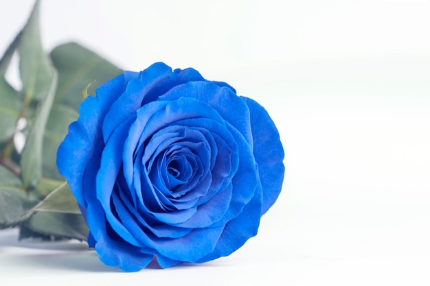 Blue rose close up on a white background