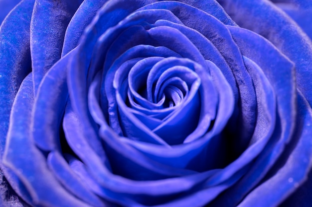 blue rose closeup background