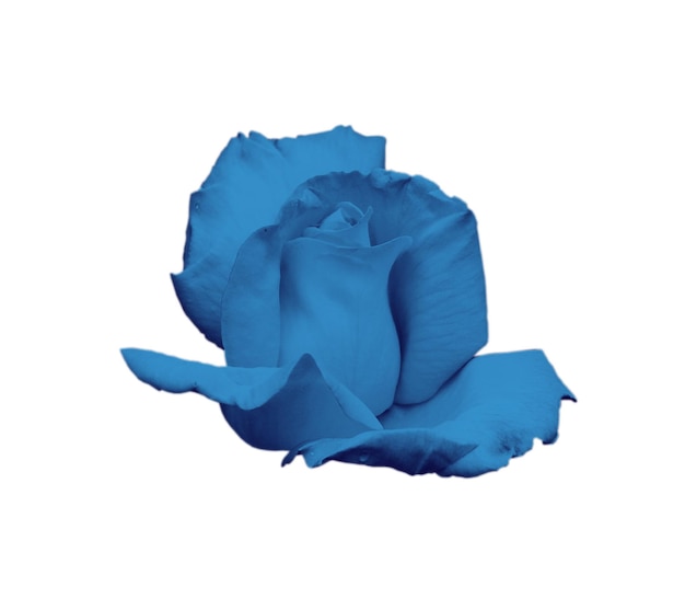 Blue rose closeup isolated on white background