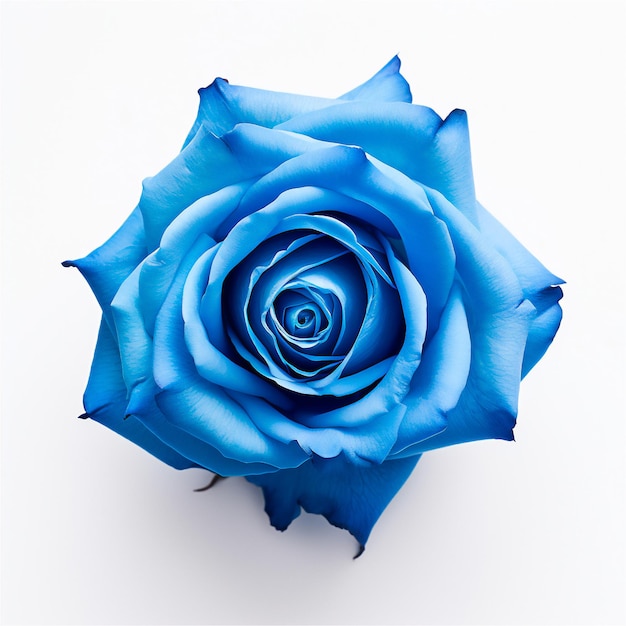 白い背景の青いバラの花