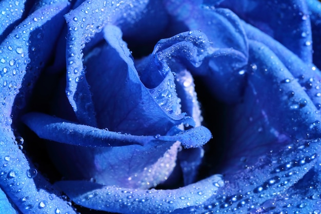 Blue rose flower with drops background