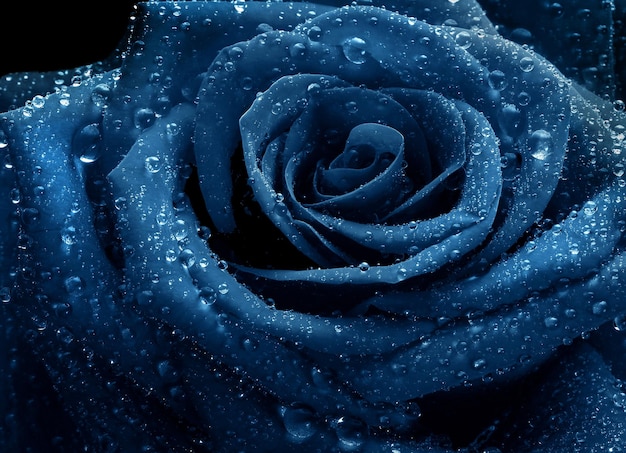 a blue rose with drops of water on it.
