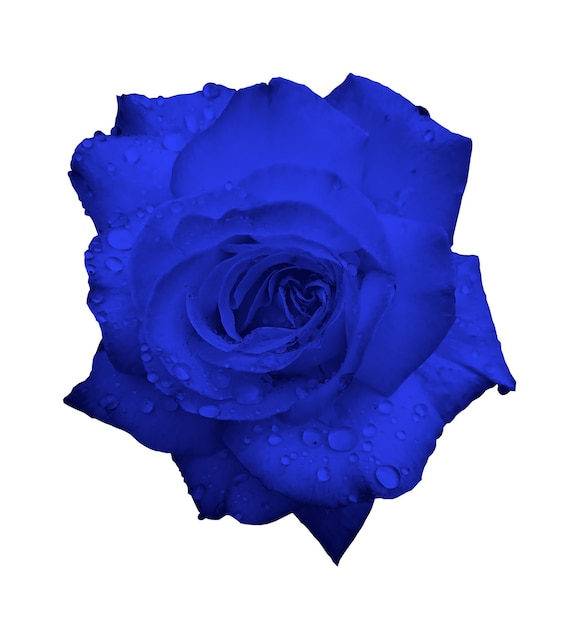 Голубая роза с каплями воды после дождя