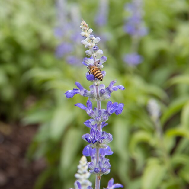 Blue salvia flower in garden