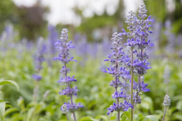 庭の青いサルビアの花