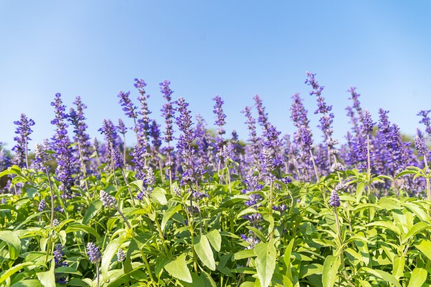 庭に咲くブルーサルビアの花