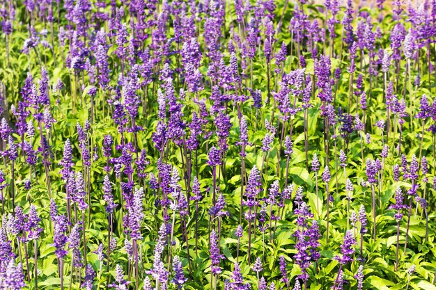 Photo blue salvia flowers